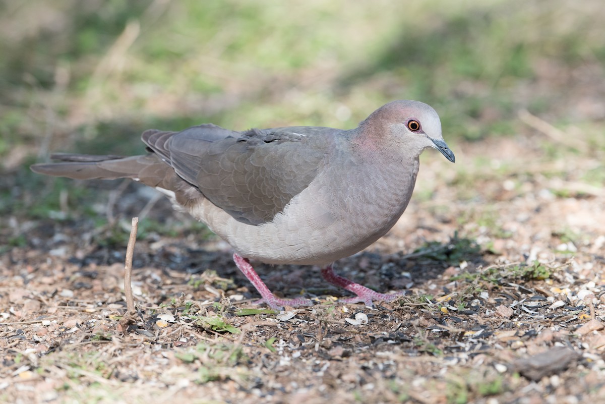 White-tipped Dove - ML304373531