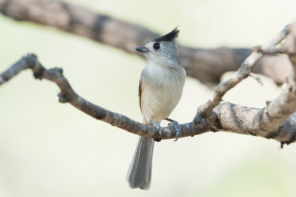 Black-crested Titmouse - ML304373551