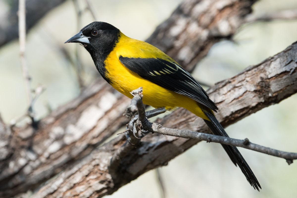 Audubon's Oriole - ML304373661