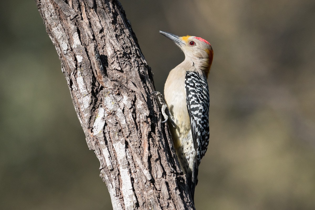 Golden-fronted Woodpecker - ML304373701