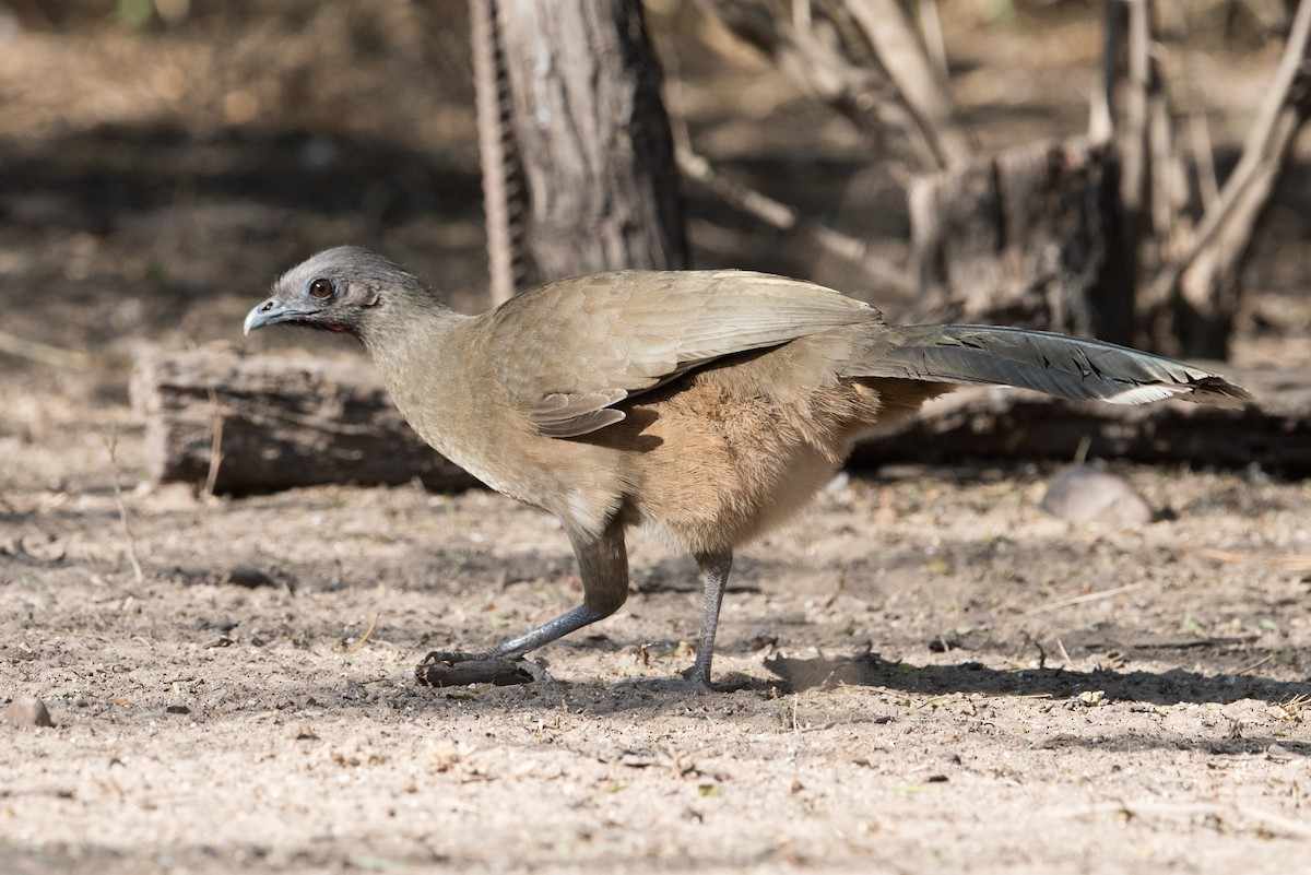 Chachalaca Norteña - ML304373711