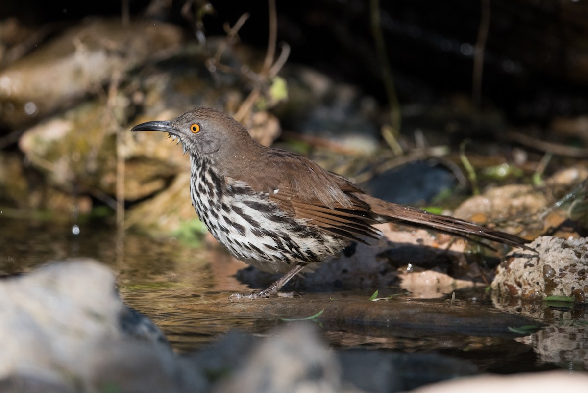 Long-billed Thrasher - ML304373791