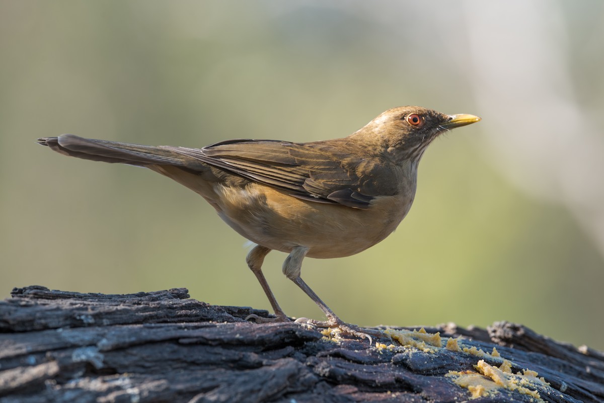 Clay-colored Thrush - ML304373811