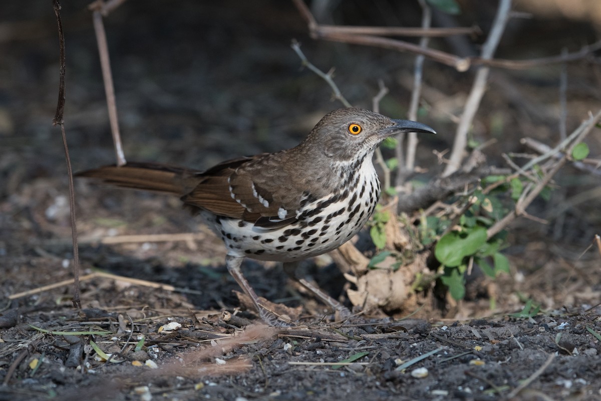 Long-billed Thrasher - ML304373831