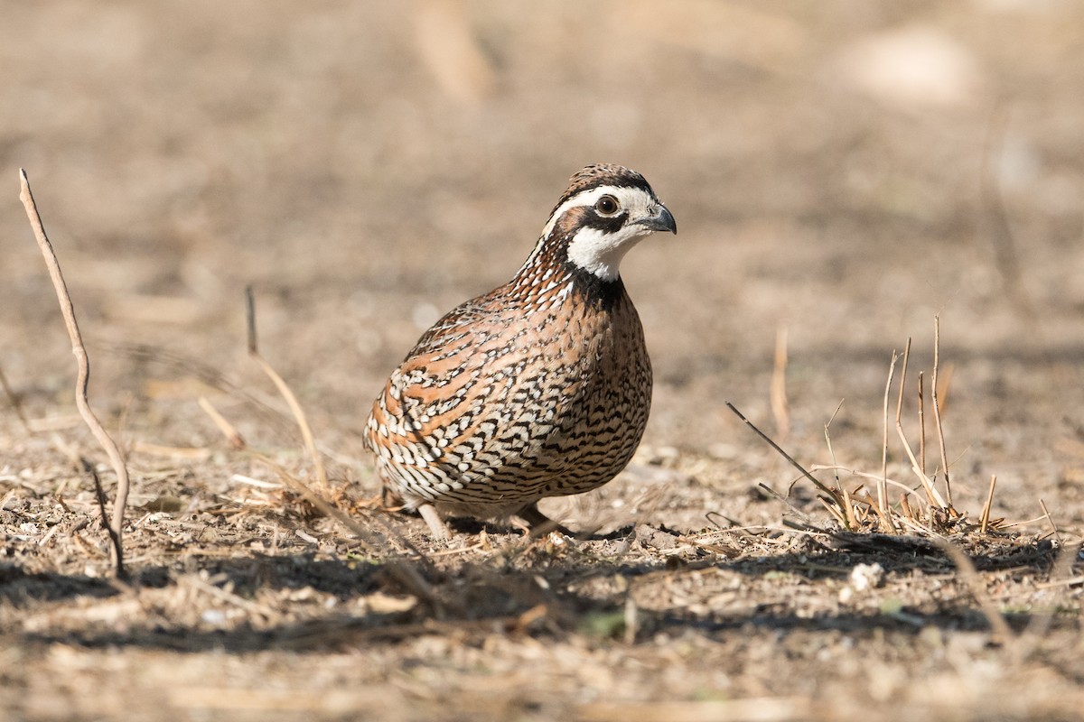 Northern Bobwhite - ML304373881