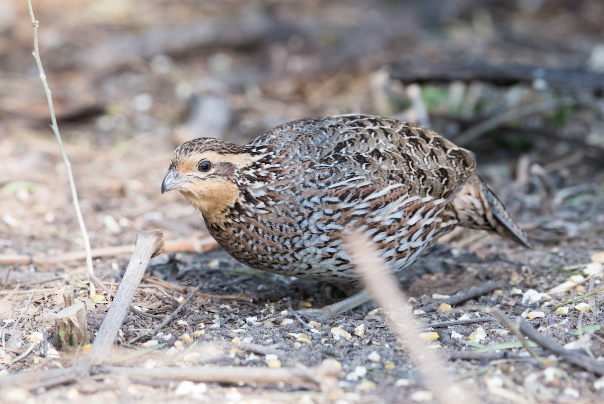 Northern Bobwhite - ML304373891