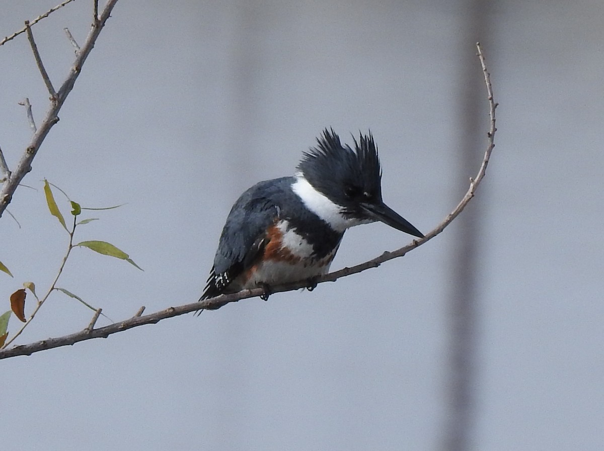 Belted Kingfisher - ML304374641