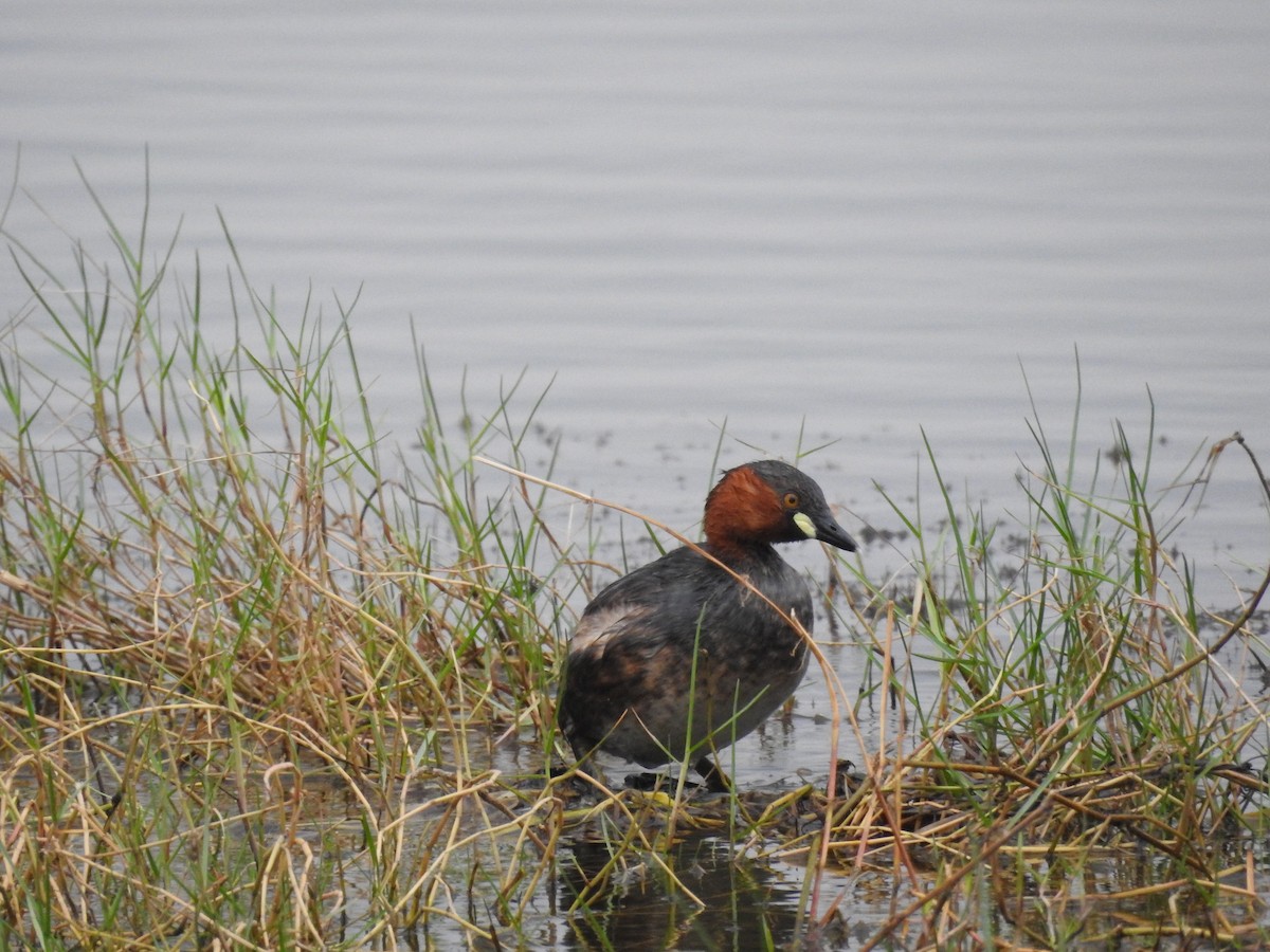 Little Grebe - ML304374681