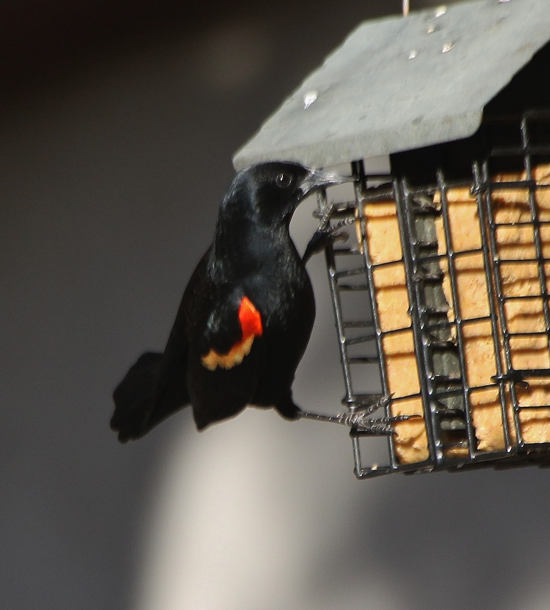 Red-winged Blackbird - ML304377711