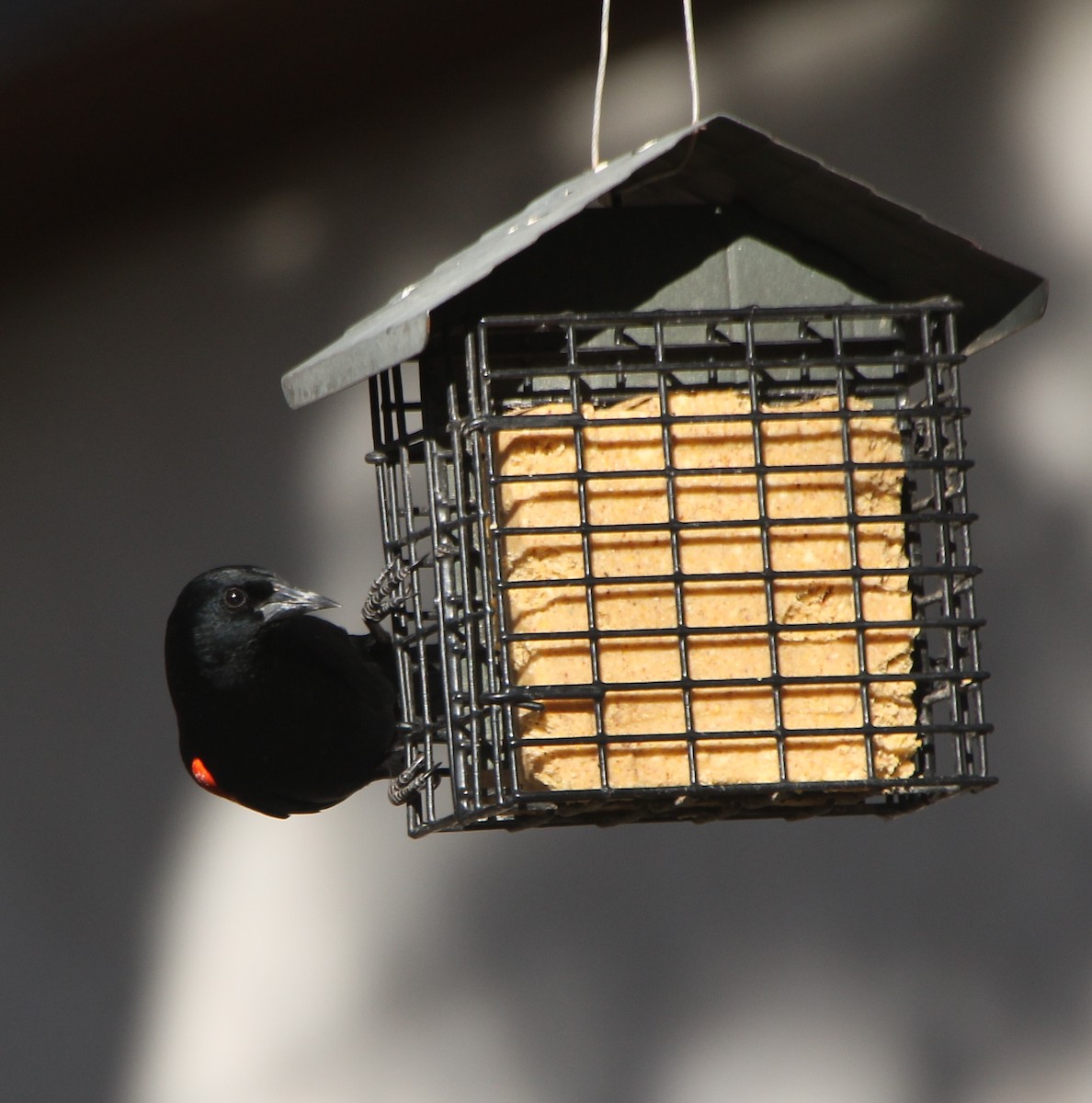 Red-winged Blackbird - ML304377731