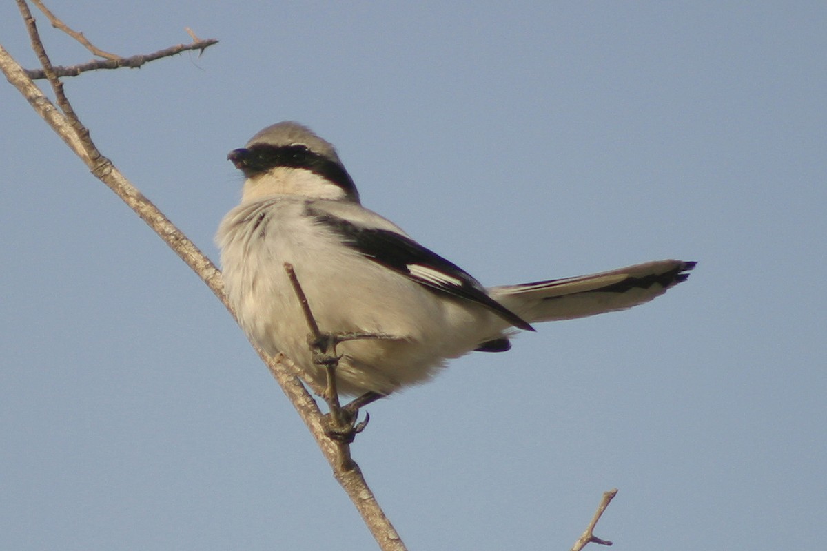 Great Gray Shrike (Arabian) - ML304380751