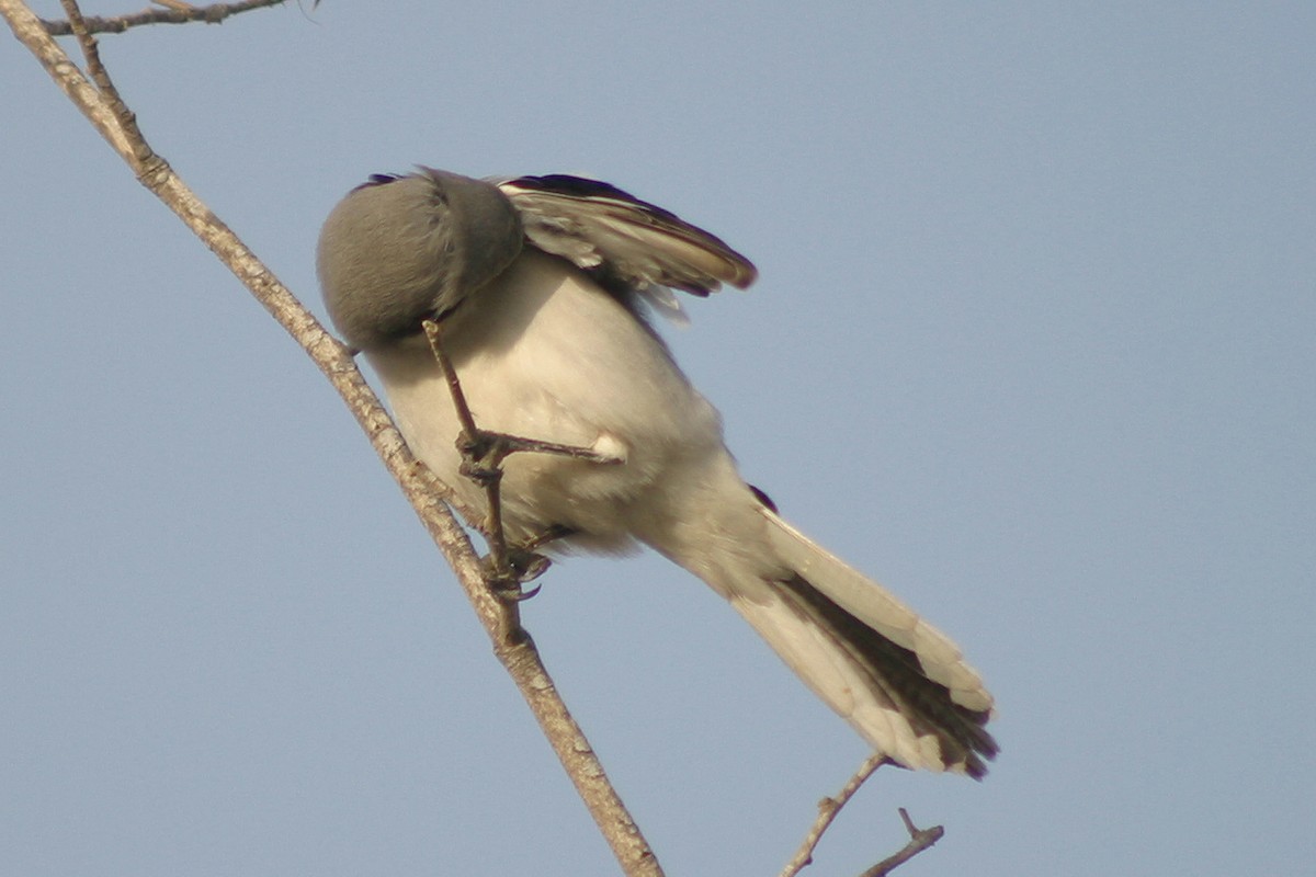 Great Gray Shrike (Arabian) - ML304380761