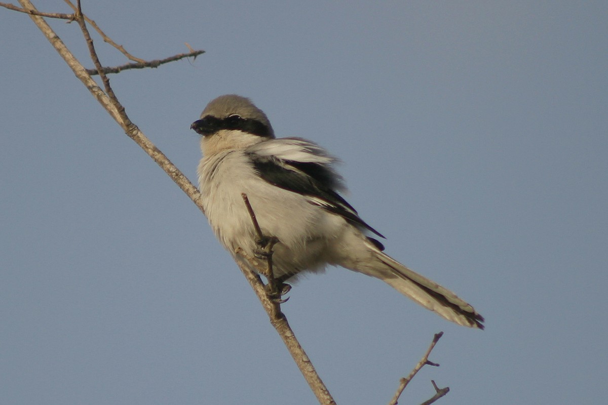 Great Gray Shrike (Arabian) - ML304380771