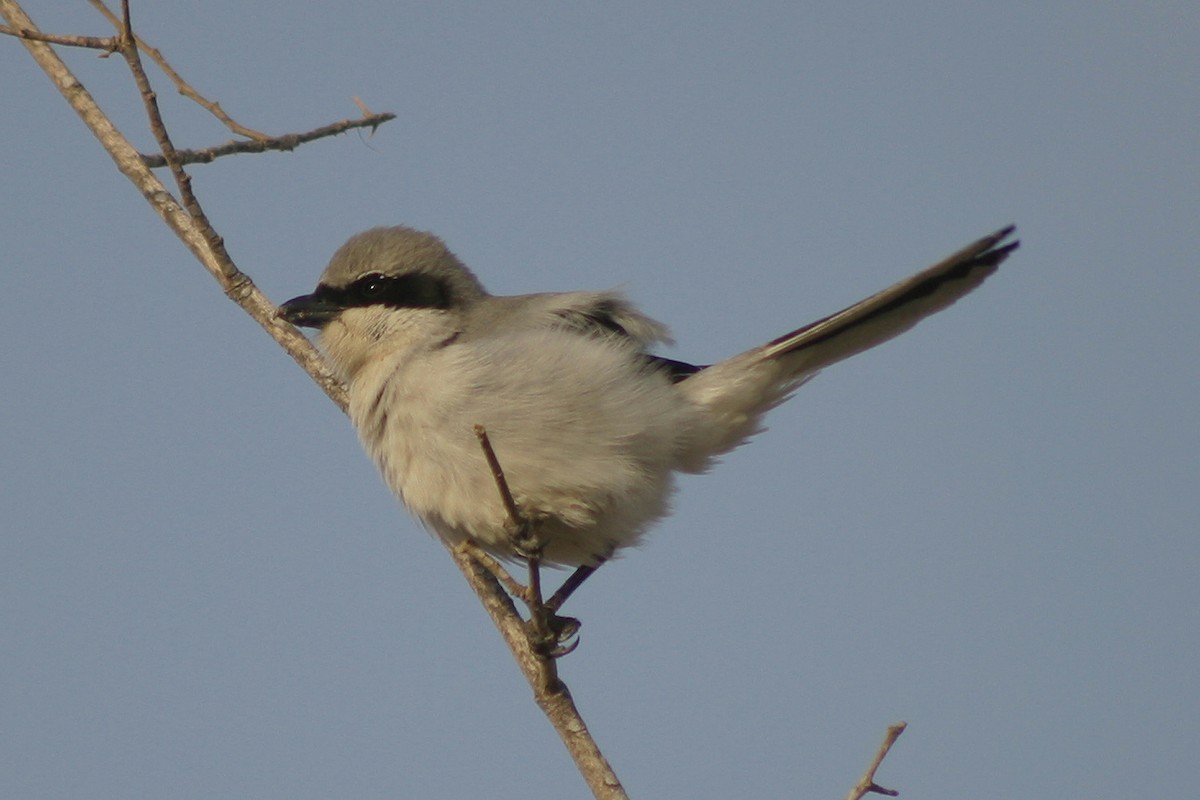 Great Gray Shrike (Arabian) - ML304380781