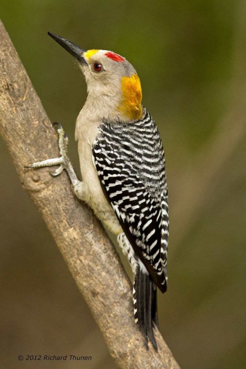 Golden-fronted Woodpecker - Richard Thunen