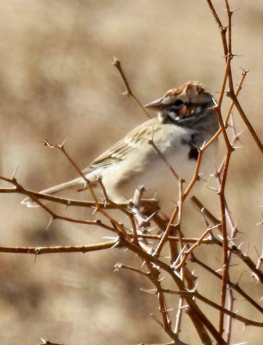 Lark Sparrow - ML304383861