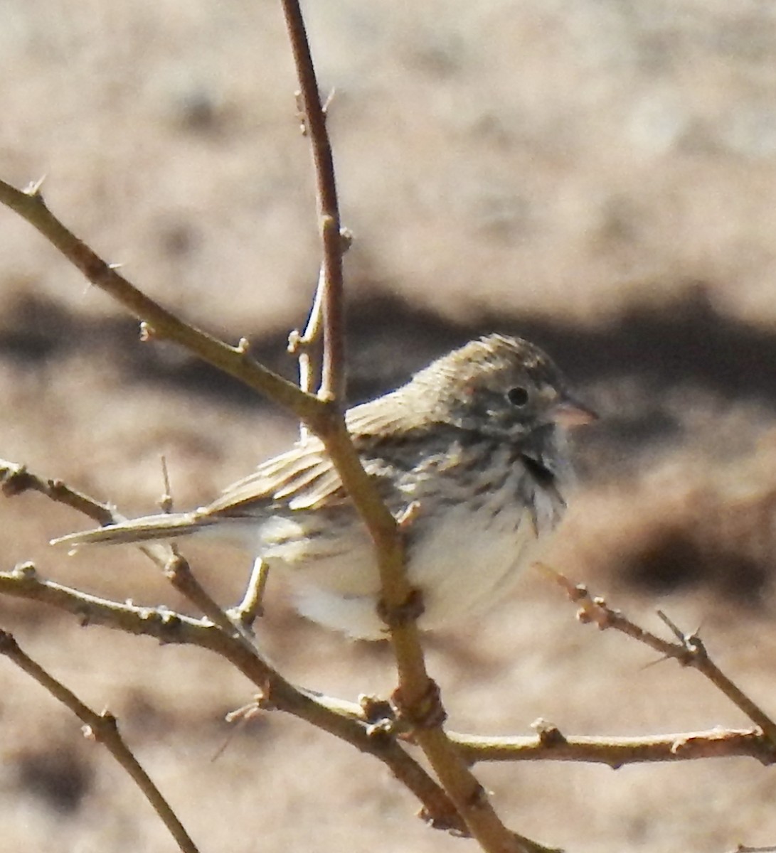 Savannah Sparrow - ML304383961