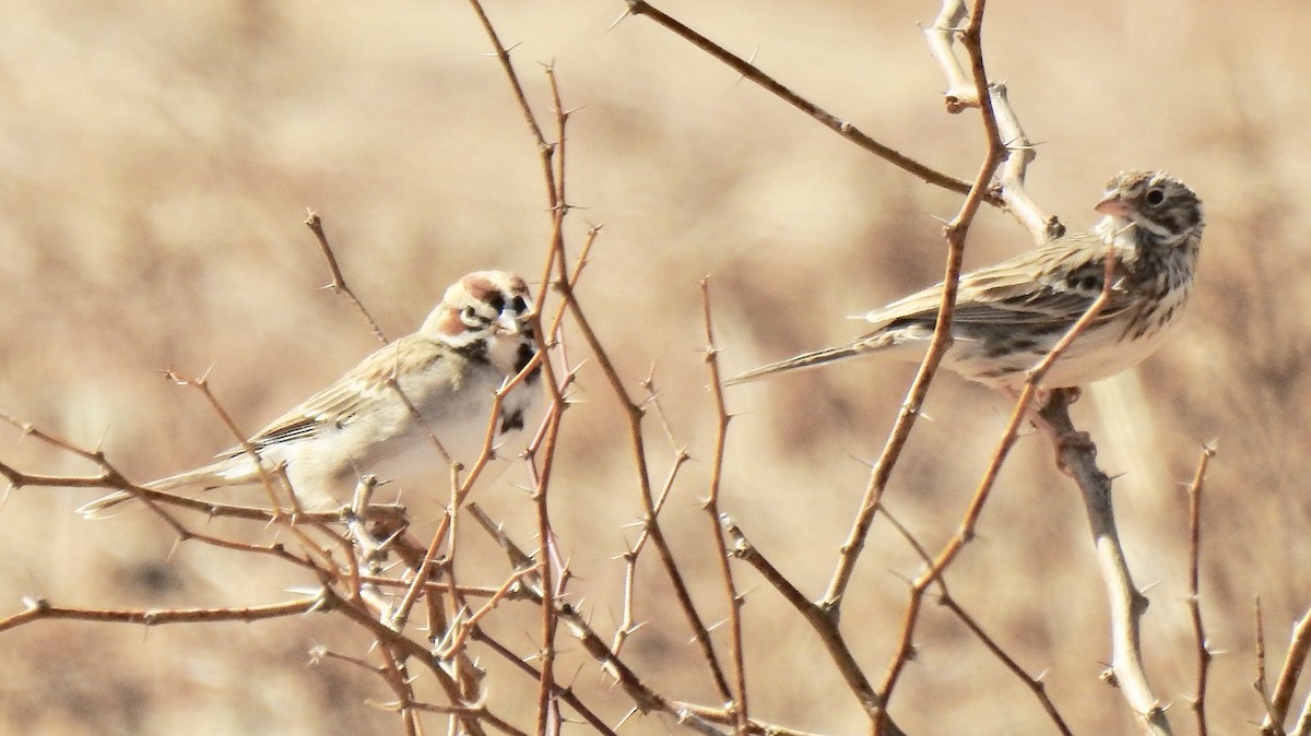 Savannah Sparrow - ML304383991