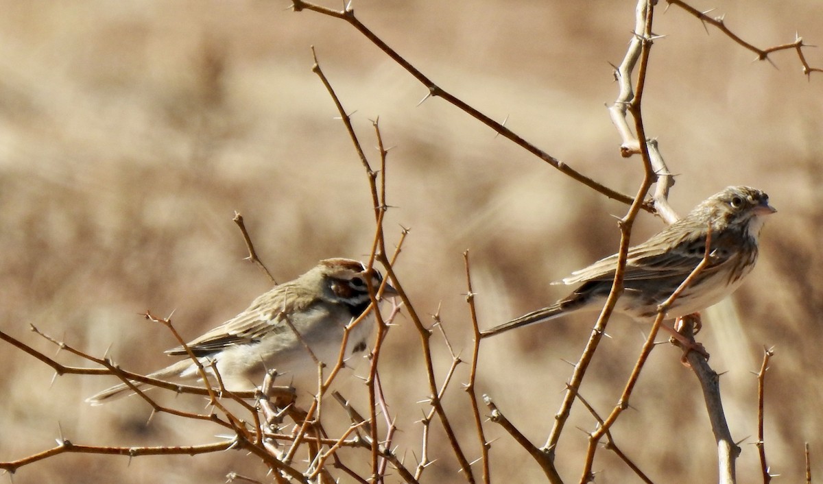 Savannah Sparrow - ML304384041