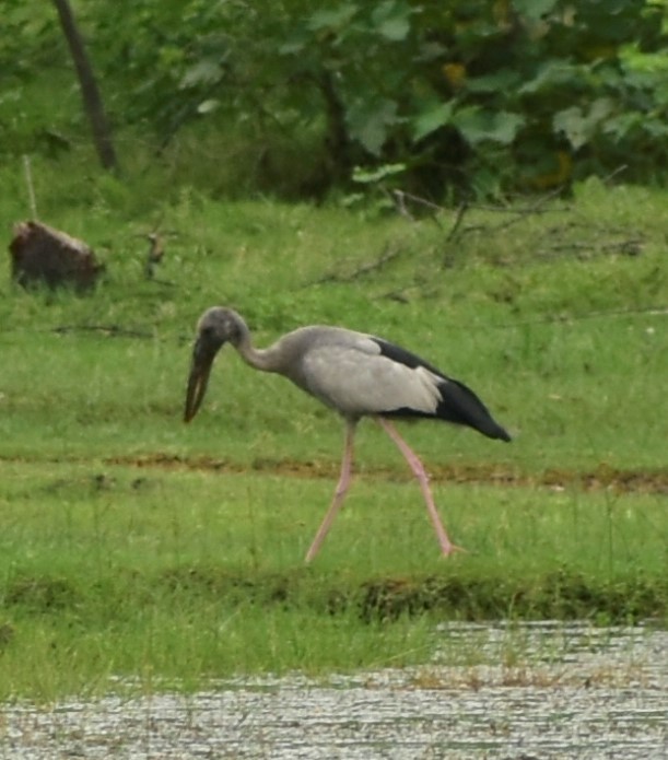 Asian Openbill - ML304384401