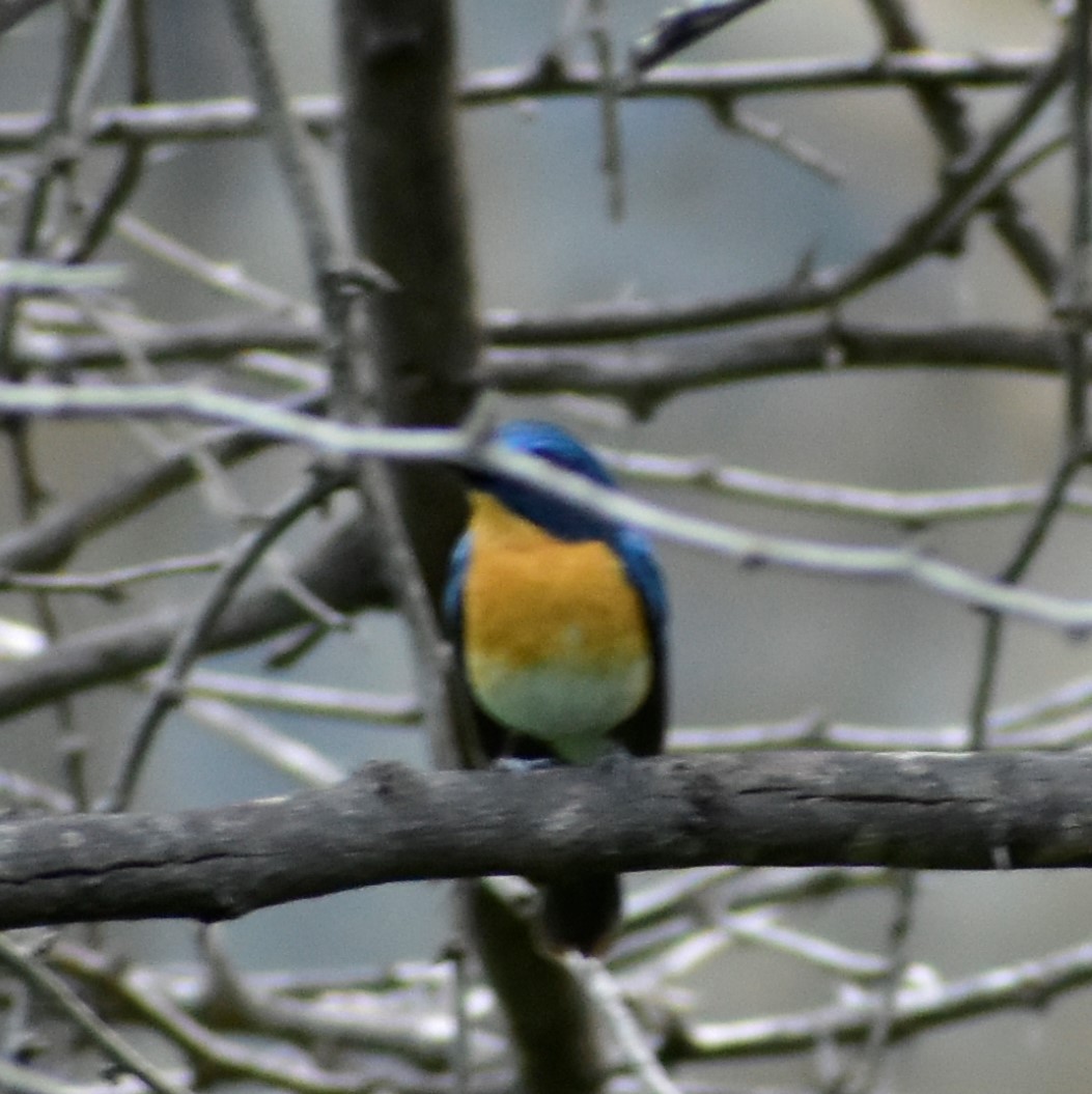 Tickell's Blue Flycatcher - ML304384441