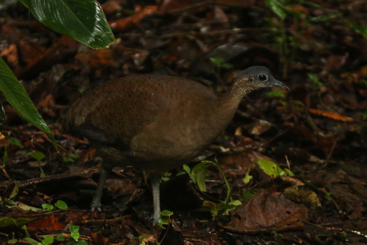 Great Tinamou - ML304384751