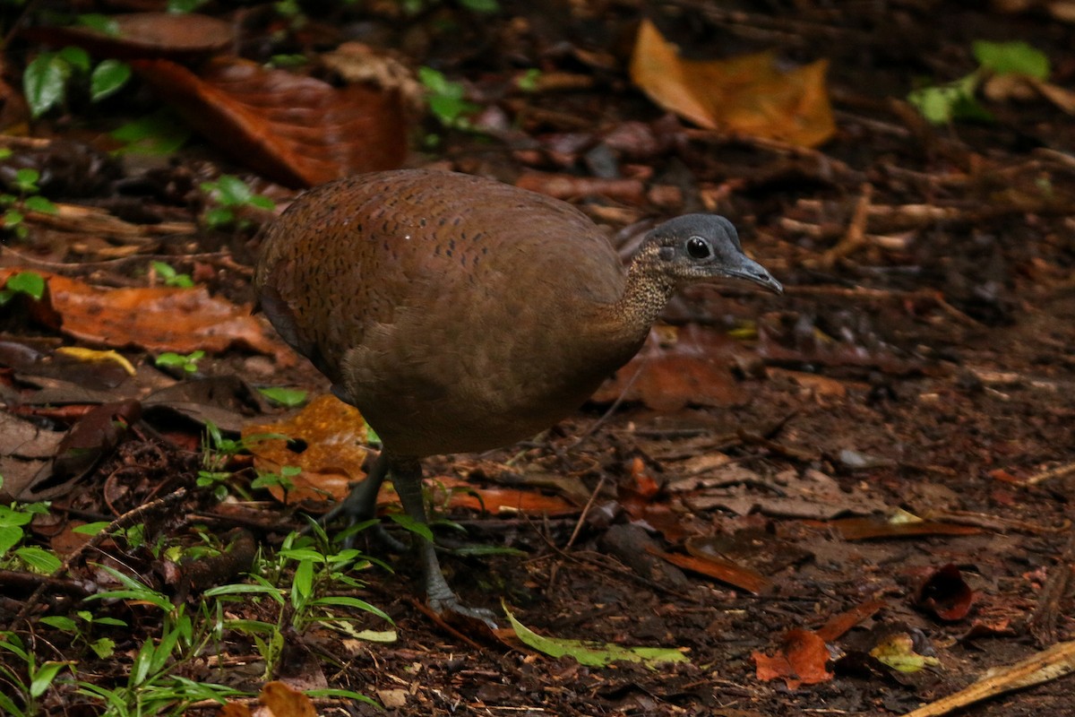 Great Tinamou - ML304384761