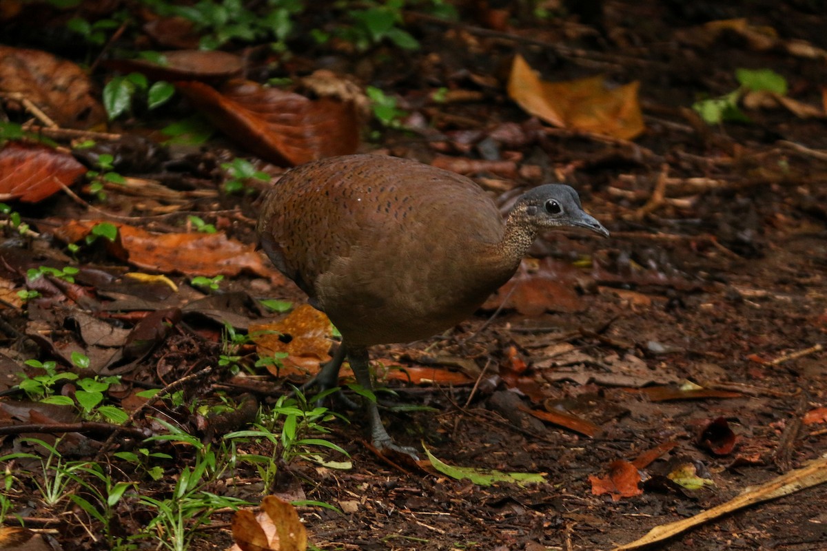 Great Tinamou - ML304384781