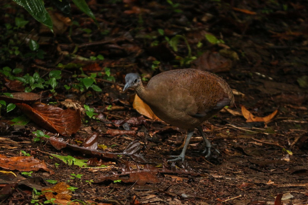 Great Tinamou - ML304384791