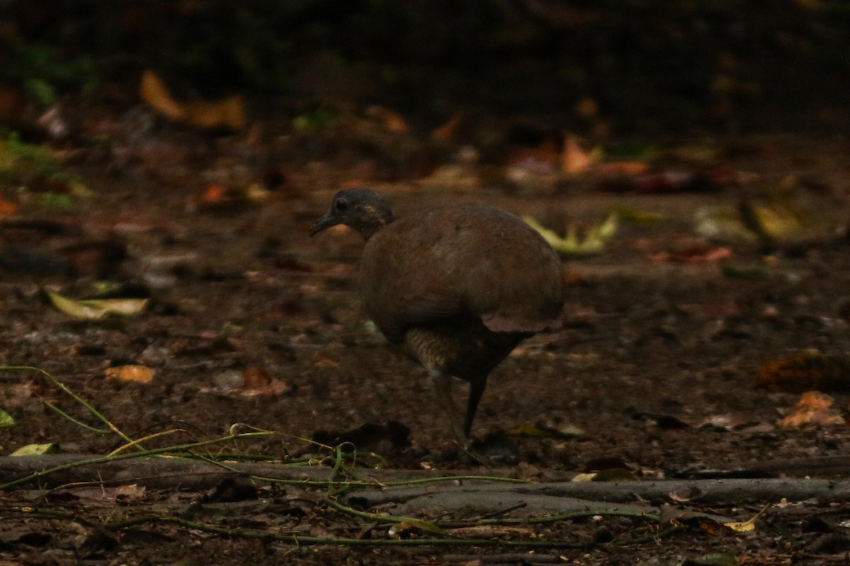 Great Tinamou - ML304385201