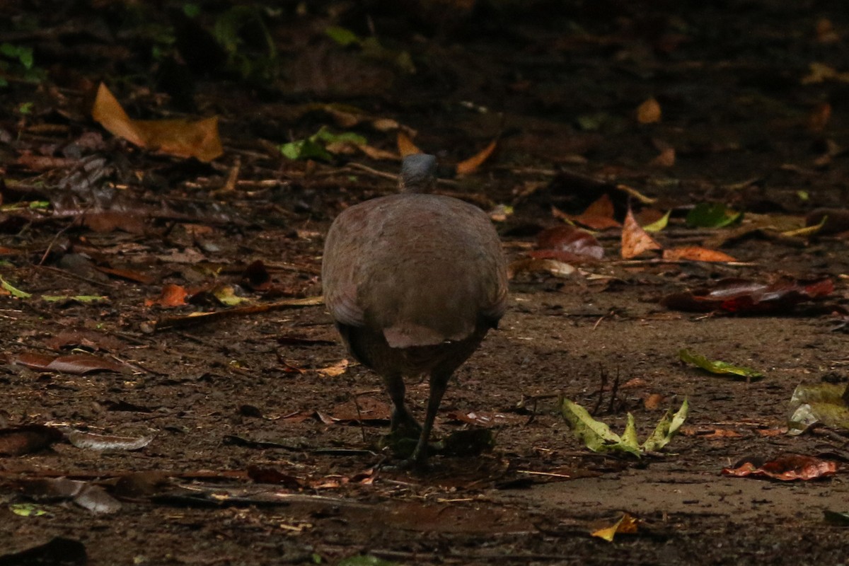 Great Tinamou - ML304385281