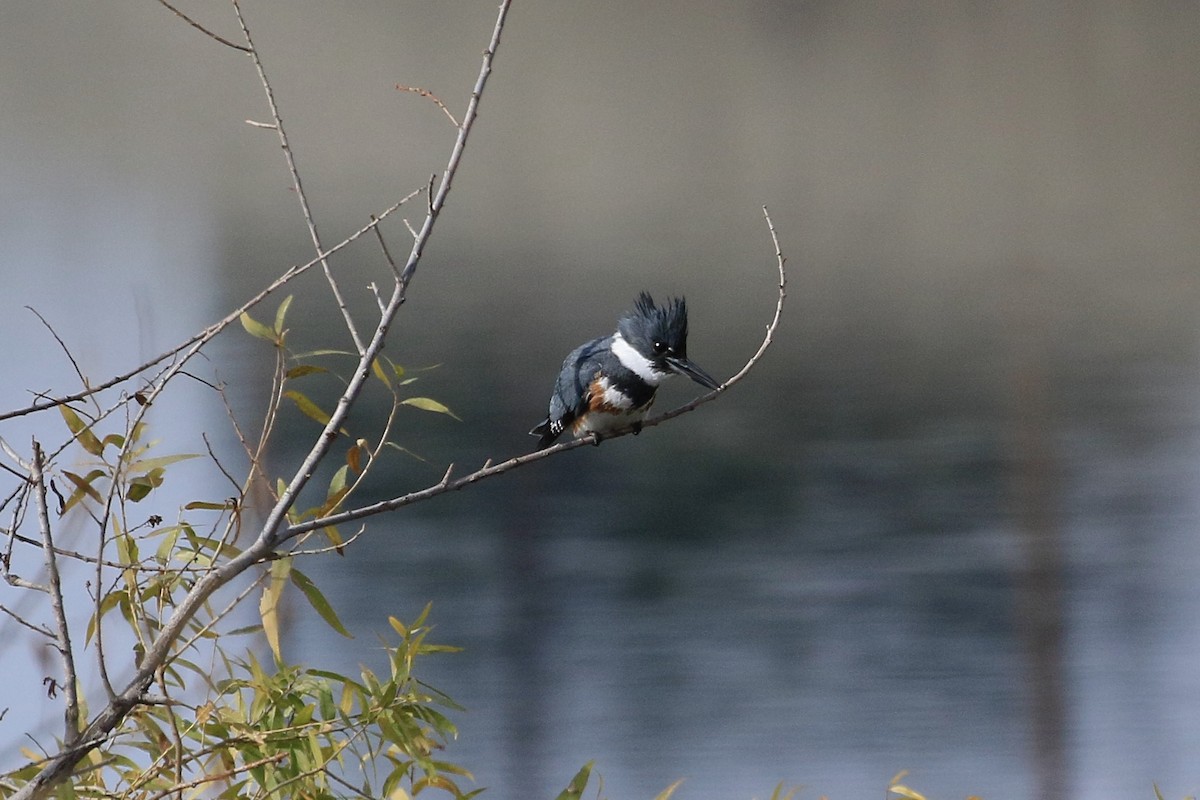 Belted Kingfisher - ML304386921