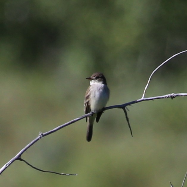 Willow Flycatcher - ML30438721