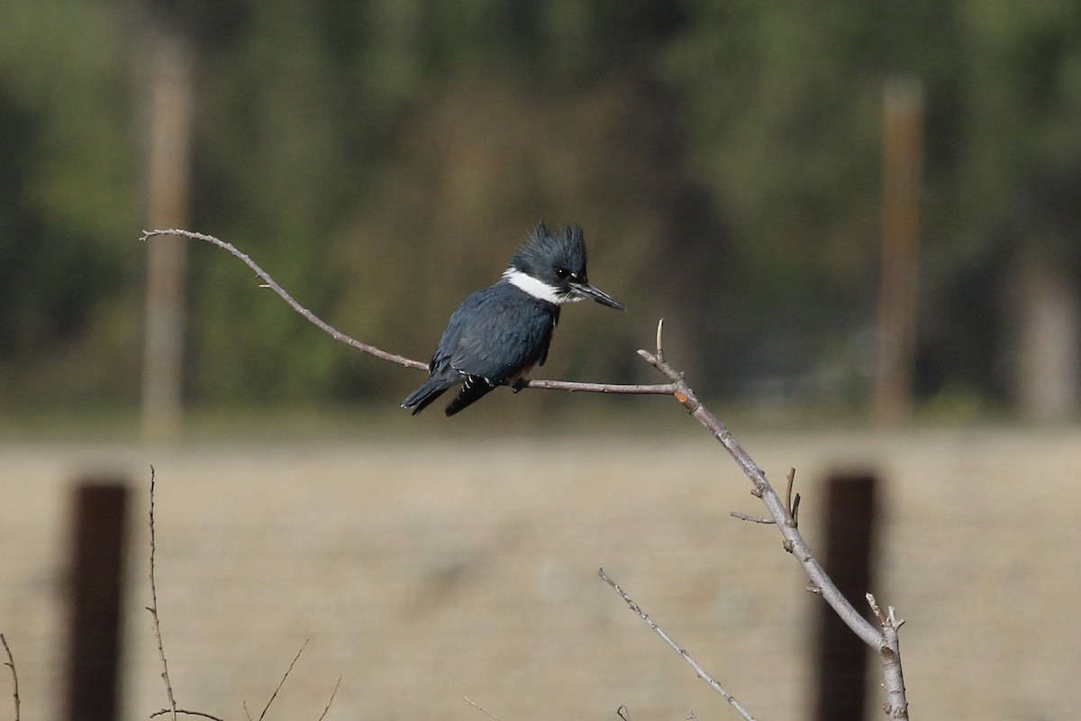 Belted Kingfisher - ML304388331
