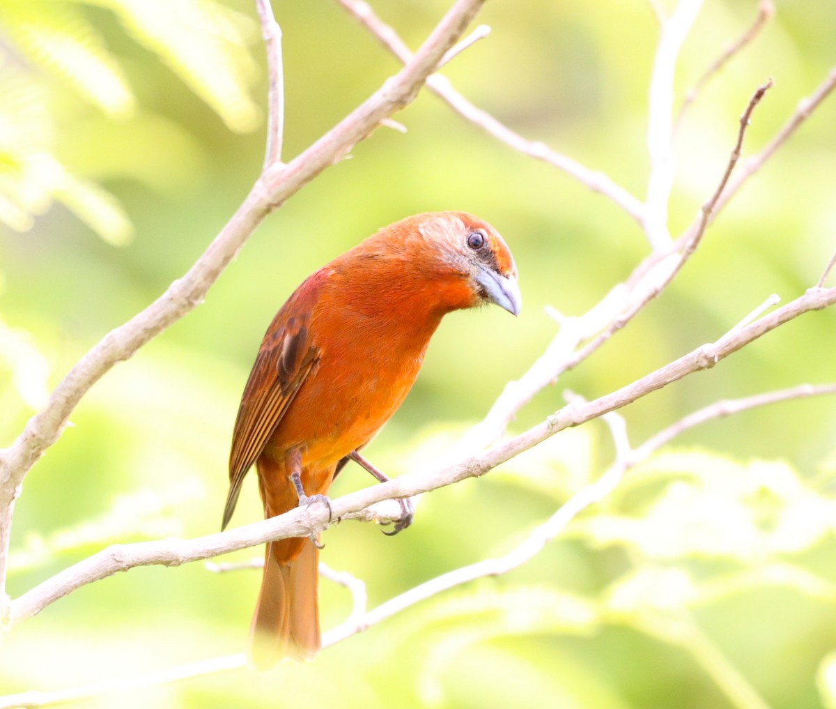 Hepatic Tanager - ML304388471