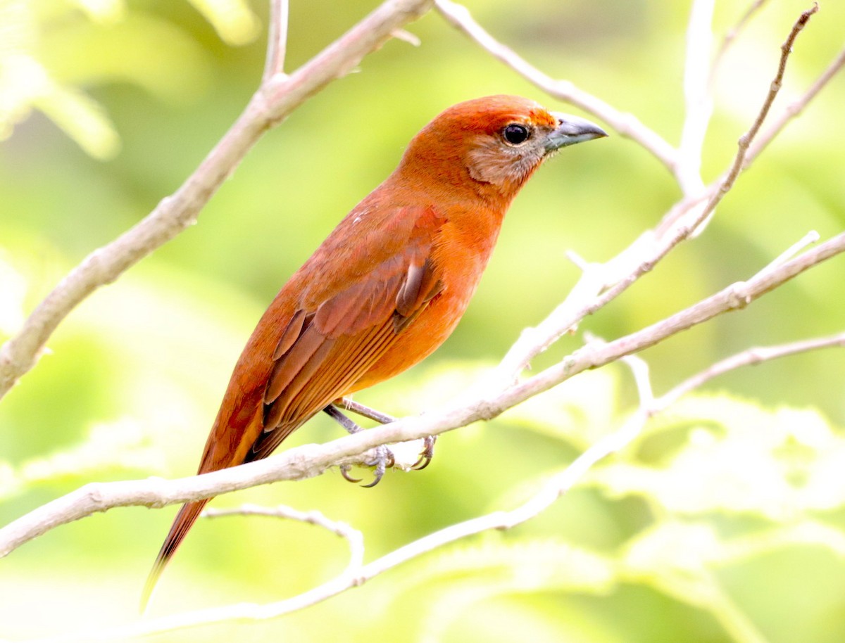 Hepatic Tanager - ML304388481