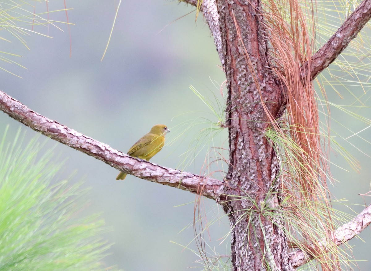 Hepatic Tanager - ML304388491