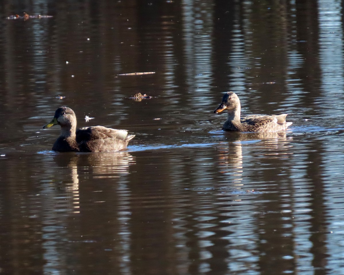 American Black Duck - ML304388591