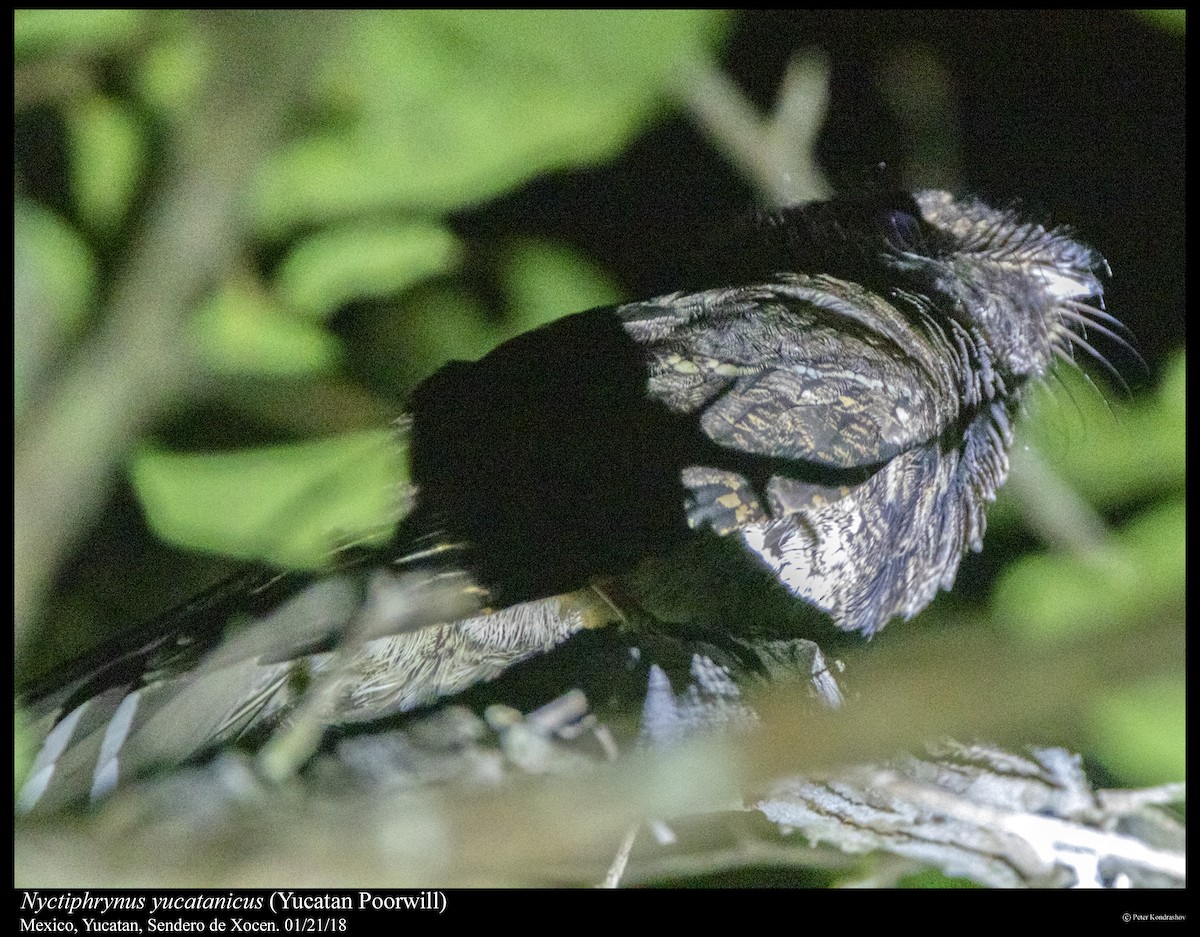 Yucatan Poorwill - ML304391141