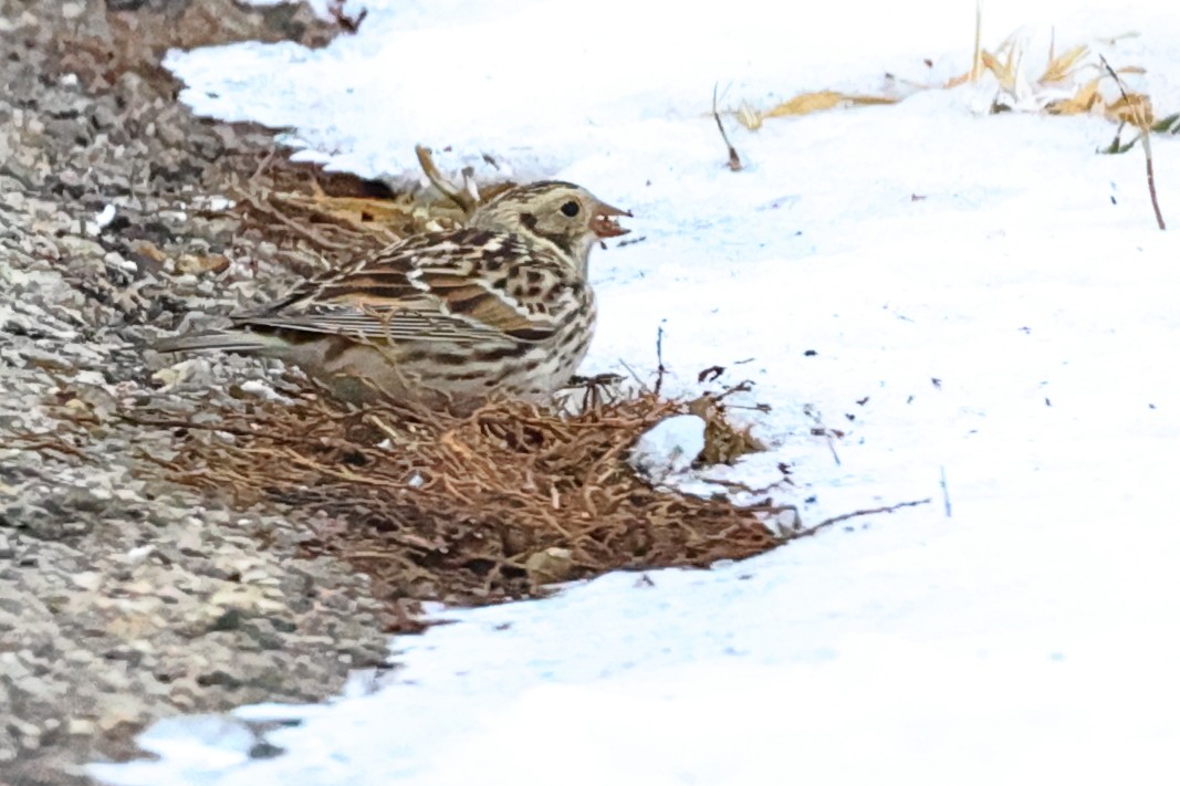 Plectrophane lapon - ML304392971