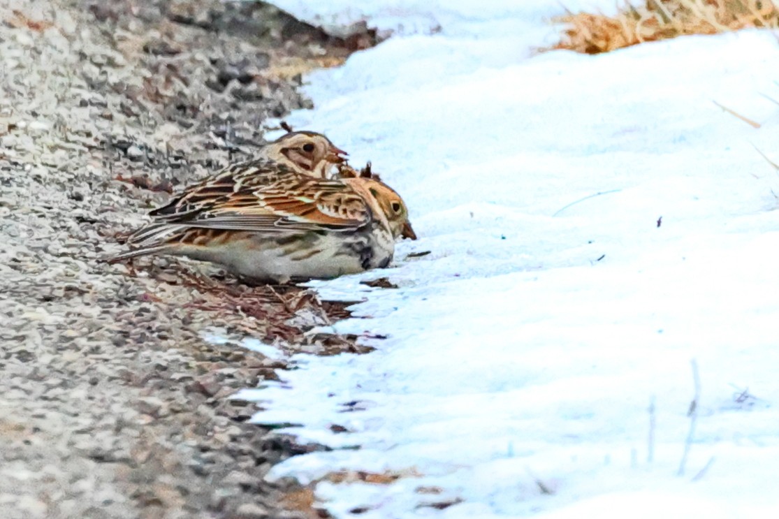 Plectrophane lapon - ML304393011