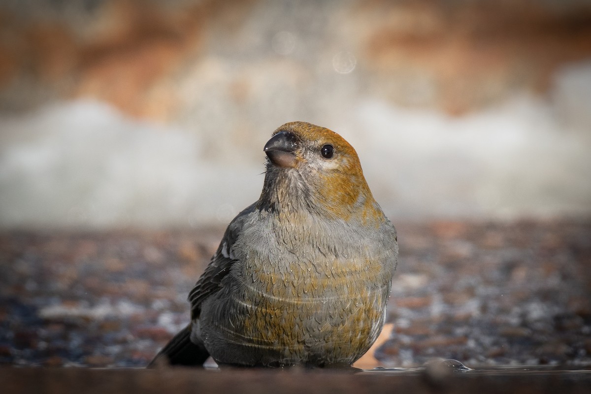 Pine Grosbeak (Taiga) - Jacob Crawford
