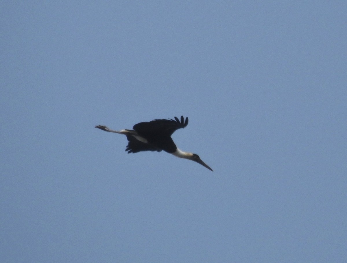 Asian Woolly-necked Stork - ML304394411