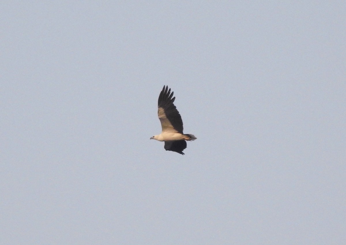 White-bellied Sea-Eagle - ML304394441