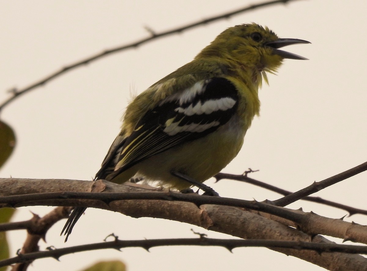 Common Iora - ML304394501