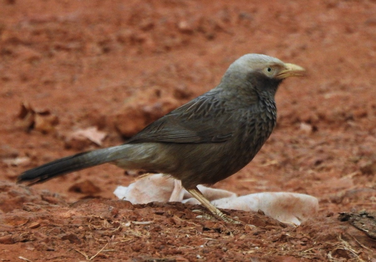 Yellow-billed Babbler - ML304394511