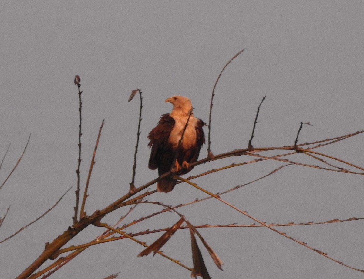 Brahminy Kite - ML304394641