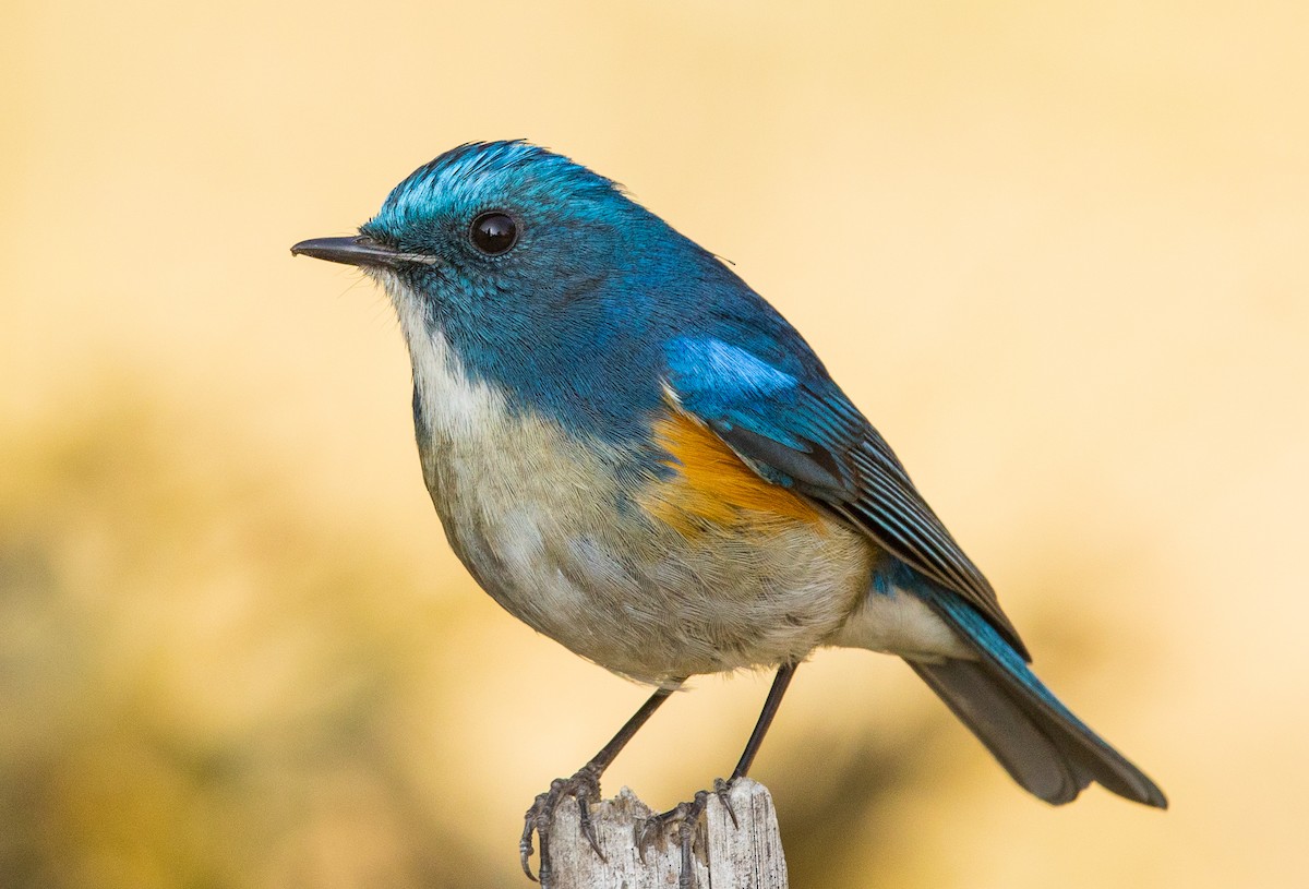 Himalayan Bluetail - ML304394671