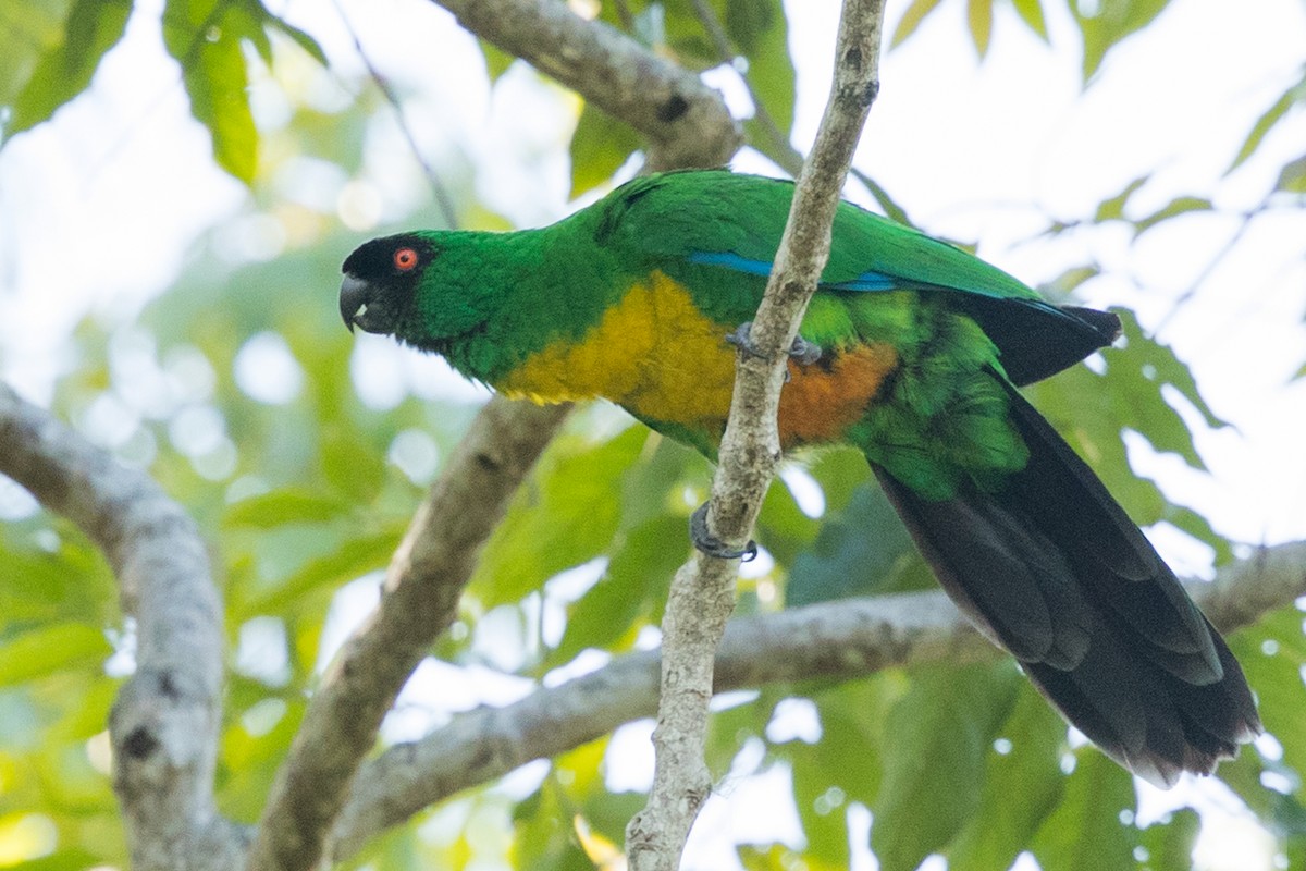 Masked Shining-Parrot - ML304395611