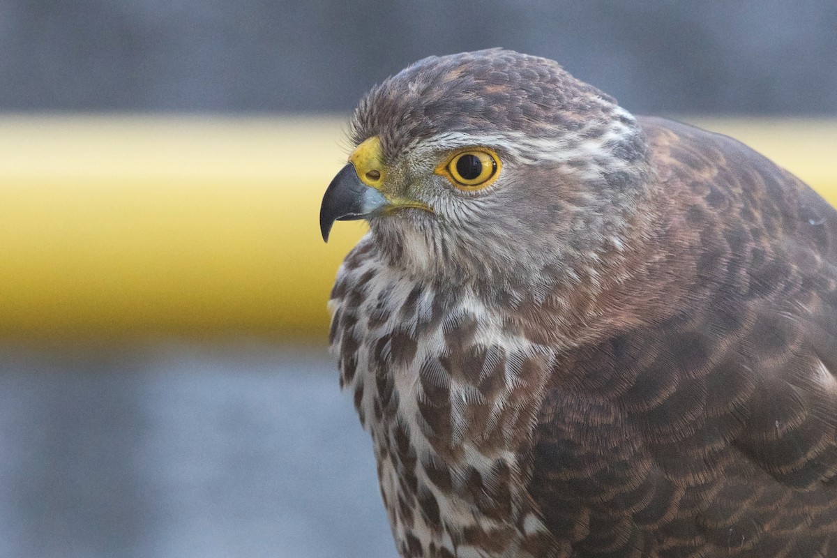 Fiji Goshawk - ML304396561